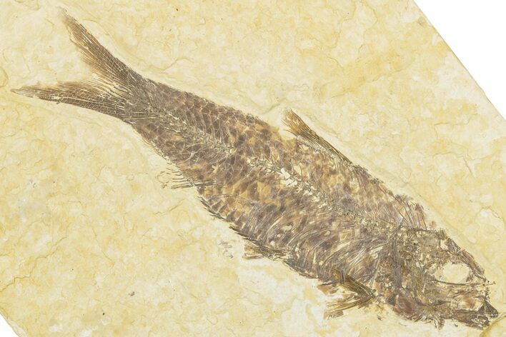 Detailed Fossil Fish (Knightia) - Wyoming #322572